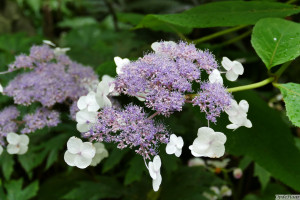 Hydrangea aspera giel or Goldrush    